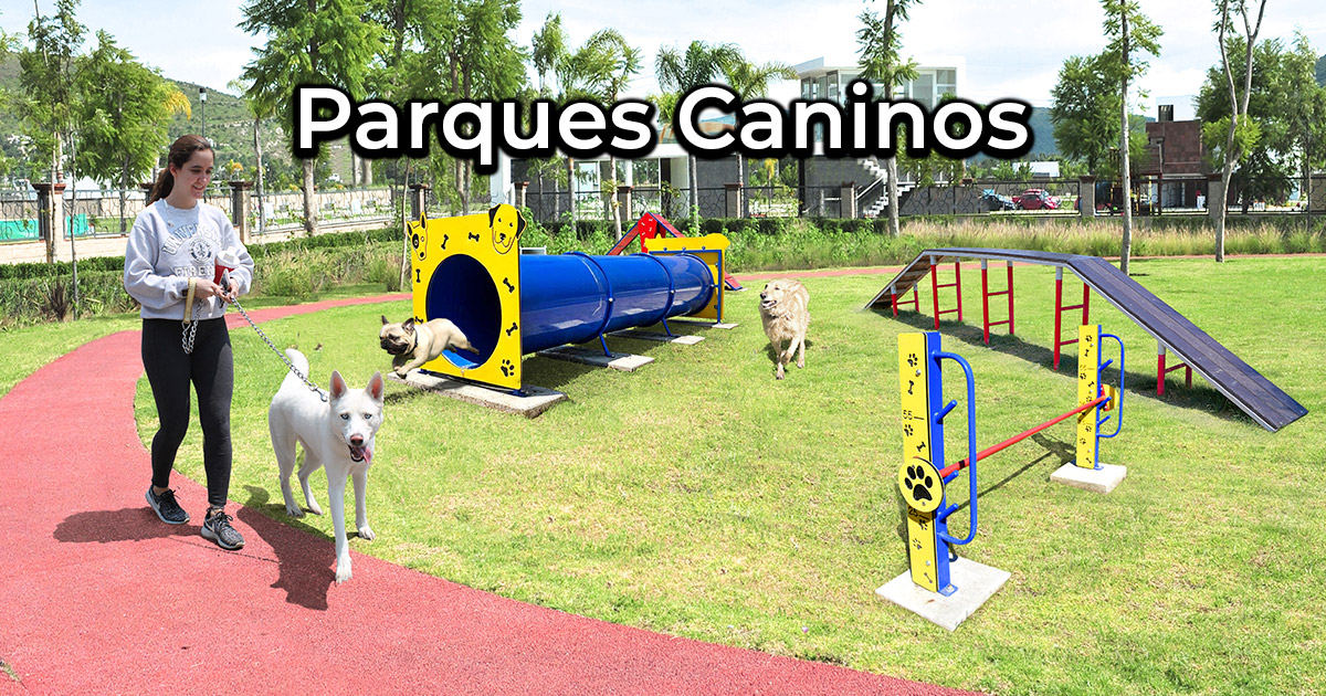 Juegos de agility para perros online