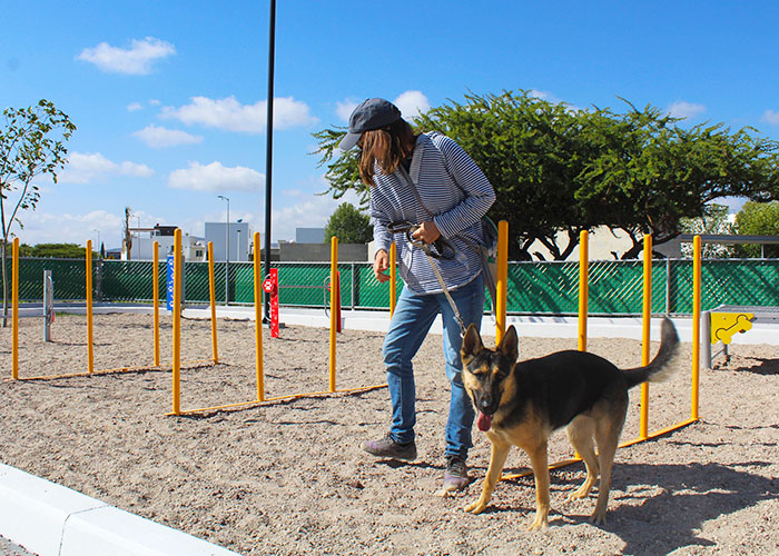 slalom canino