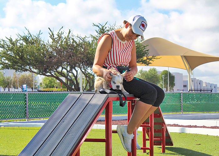 mobiliario canino