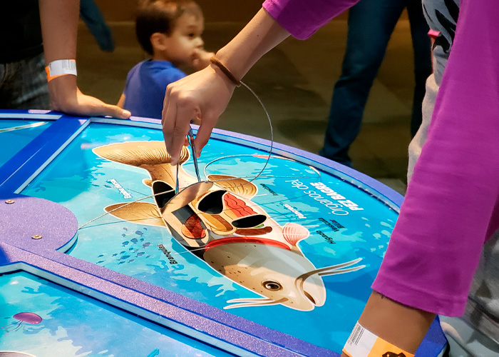 productos jumbo inwow proyectos especiales juego interactivo organos pez acuario michin mexico