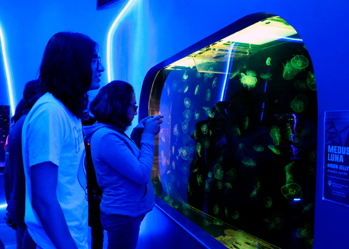 productos jumbo inwow proyectos especiales luces persona acuario michin mexico