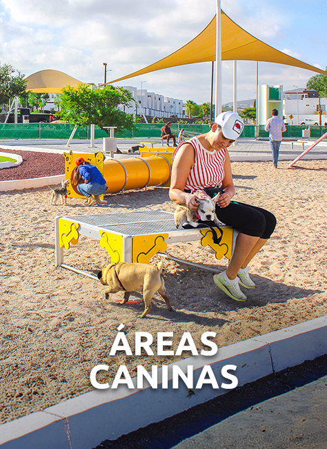 Áreas caninas